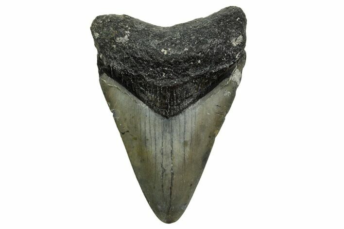 Juvenile Megalodon Tooth - North Carolina #361726
